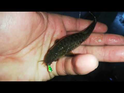 Видео: солдатская 23г февраль