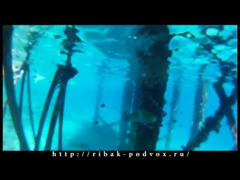 Видео: "В маске под водой 3". Выпуск-23 [Titanic. Риф]