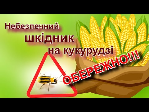 Видео: Обережно! Небезпечний шкідник на кукурудзі.