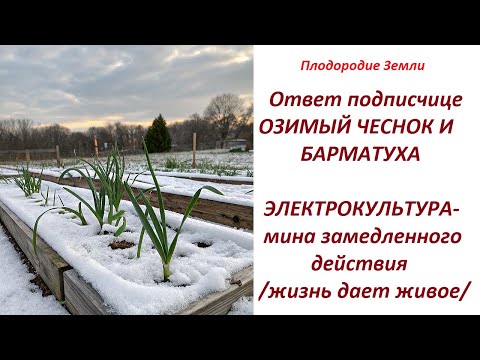Видео: Какие преимущества дает БАРМАТУХА? Питание растений за счёт физического воздействия. №709/24