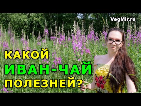 Видео: Иван-чай - какой полезней: ферментированный или сушеный? Как правильно собирать и сушить кипрей