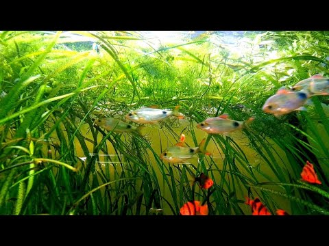 Видео: Почистил аквариумы - стало видно рыб. Крупные рыбки готовы на нерест
