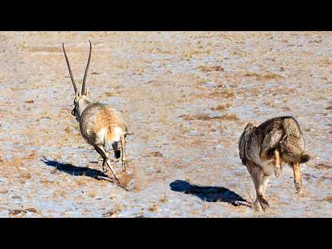 Видео: Чиру - живые РАКЕТЫ высокогорья! Волки в шоке от такой скорости!