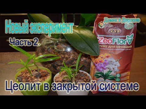 Видео: Цеолит ! Посадка орхидей в закрытую систему ! Новый экспериментальный вариант  Часть 2