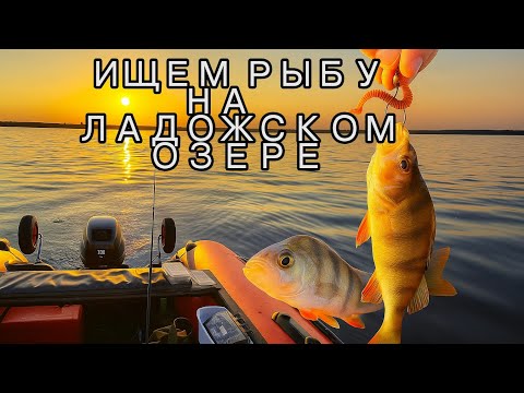 Видео: Рыбалка с лодки на Ладожском озере/Ищем рыбу в эхолоте Lowrance/Сентябрь2025