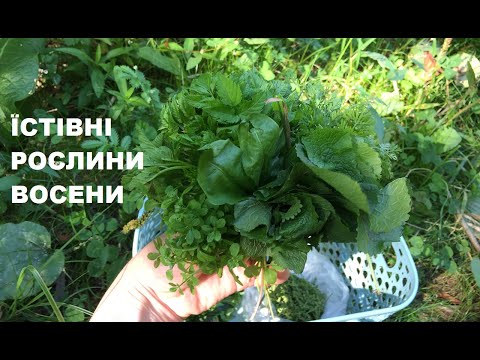 Видео: Їстівні дикорослі рослини у вересні. Вишуканий салат з осінніх дикоросів.