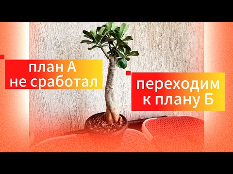 Видео: Начал СДУВАТЬСЯ КАУДЕКС  адениума🥺. ЧАСТЬ2. Пересадка на фитиль в перлит.