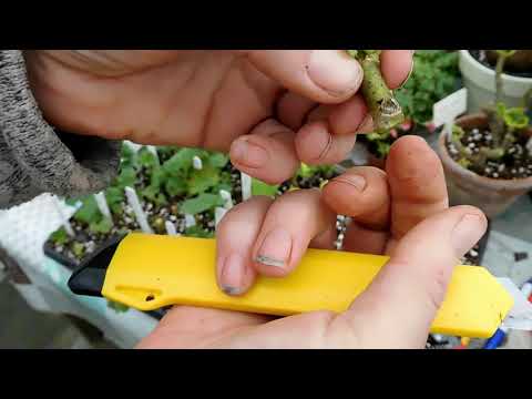 Видео: Размножение черенками.Пеларгонии