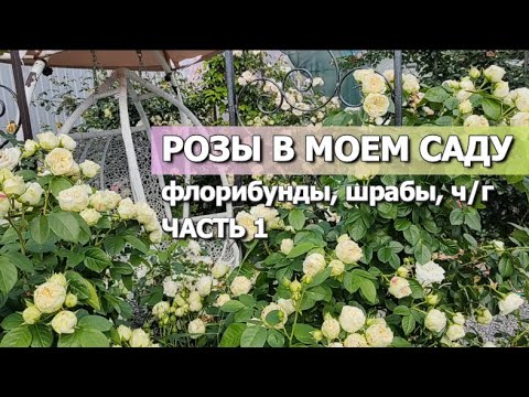 Видео: 21 СОРТ РОЗ В МОЕМ САДУ (первые из 150+): флорибунды, шрабы, ч/г… | Обзоры сортов роз сезон 2023г.