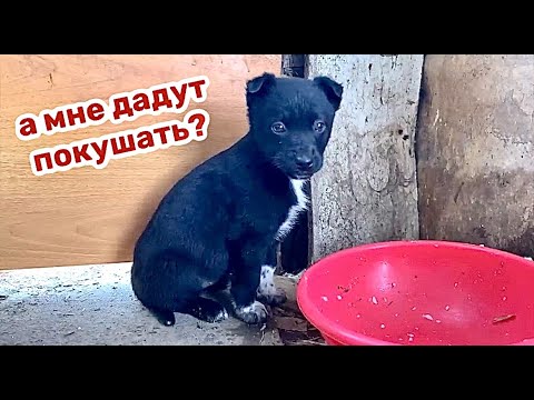Видео: Щенок из заброшки. С ней никто не играл и ее обижали.