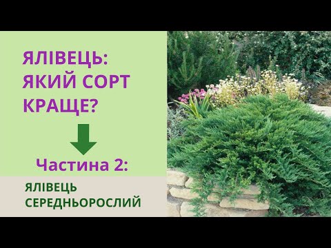 Видео: Можжевельники среднерослые - Mint Julep, Old Gold, Holger, Blue Alps и другие