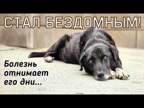 Видео: 🔴Собаку бросили и ему некуда было идти | Заболел и ждал смерти на улице | help a stray dog