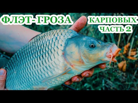 Видео: Флэт - гроза карповых рыб. Тест прикормки от CARP PRO часть 2. За рыбалку!!!