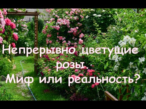 Видео: Непрерывно цветущие розы. Миф или реальность?