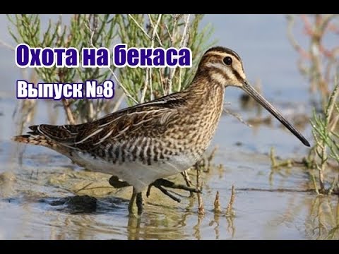 Видео: Охота на бекаса | Выпуск №8 (RUS)