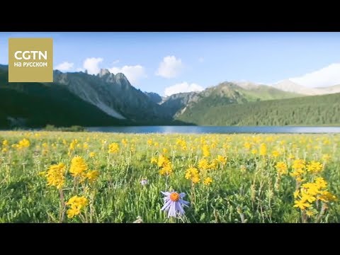 Видео: Сила природы Серия 5 Симбиоз Часть 1 [Age 0+]