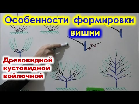 Видео: ОСОБЕННОСТИ формировки и ОБРЕЗКИ ВИШЕН, кустовидных, древовидных, войлочных