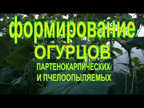 Видео: ФОРМИРОВАНИЕ ПАРТЕНОКАРПИЧЕСКИХ И ПЧЕЛООПЫЛЯЕМЫХ ОГУРЦОВ В ТЕПЛИЦЕ.