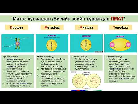 Видео: Эсийн амьдралын эргэлт буюу эсийн мөчлөг