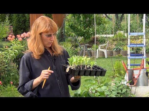 Видео: Календула. Посадка и уход.