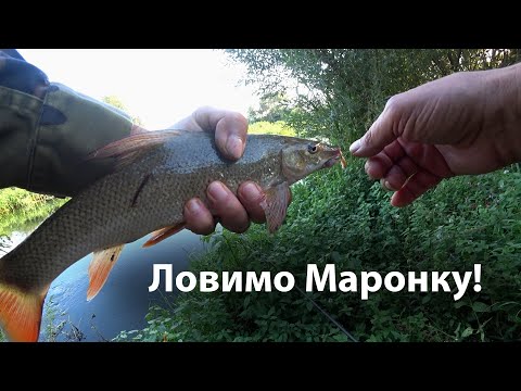 Видео: Ловимо Маронку!