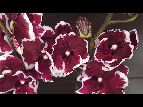 Видео: ОрхоВлог. Орхидеи готовы к цветению, ждёмсссс😍