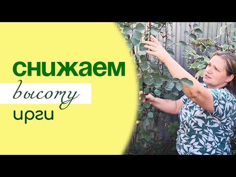 Видео: Особенности ОБРЕЗКИ и формирования ИРГИ, и других кустарников