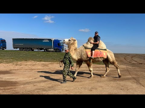 Видео: Бархатный верблюд 🐫 гайковерт RUIBA тема, 