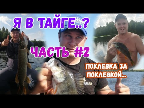 Видео: ОКУНЬ СОЖРАЛ ВСЮ РЕЗИНУ...ЛОВЛЯ НА МИКРОДЖИГ...СО СТРУНОЙ БУДЕТ ЖРАТЬ???