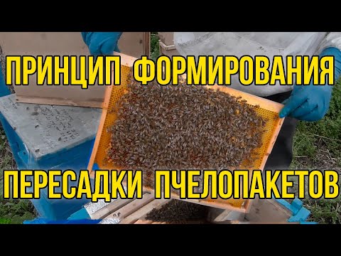 Видео: Принцип формирования сильных пчелопакетов, пересадка пчелопакетов