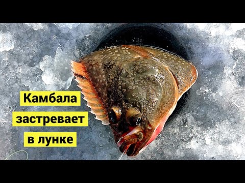 Видео: Прожорливая камбала ждала наших приманок!