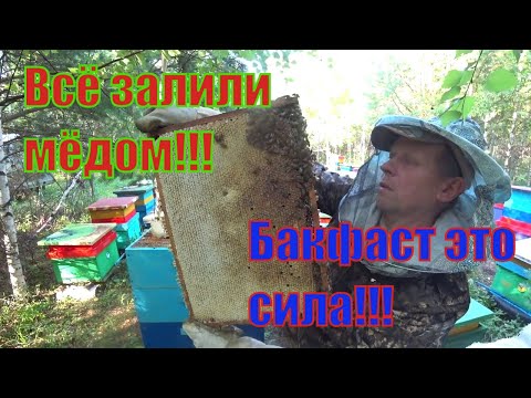 Видео: СКОЛЬКО ПРИНЕСЛИ ПЧЁЛЫ БАКФАСТ МЁДА НА ТОЧКЕ №1,  я такого НЕ ОЖИДАЛ, ОНИ ПРОСТО ЗАЛИЛИСЬ ПОЛНОСТЬЮ,