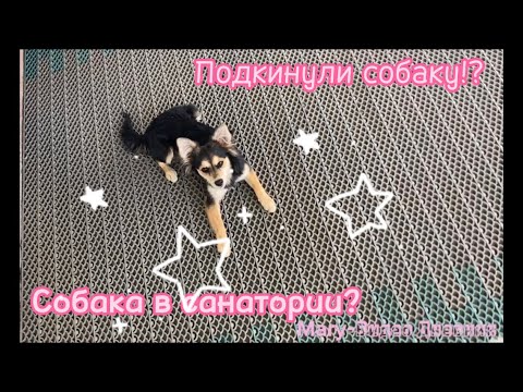 Видео: Потерянная собака?😰Разодрала птицу?!