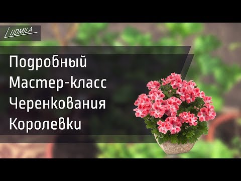 Видео: КАК УКОРЕНИТЬ КОРОЛЕВСКУЮ ПЕЛАРГОНИЮ(ГЕРАНЬ). 100% ПРОВЕРЕННЫЙ СПОСОБ.