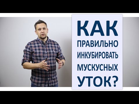 Видео: Инкубация мускусных уток / Режим инкубации индоуток в домашних условиях