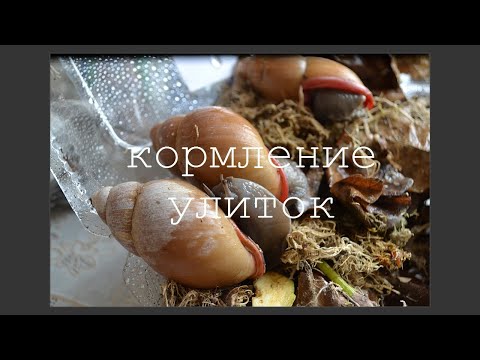 Видео: КОРМЛЕНИЕ УЛИТОК