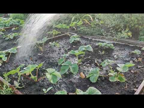 Видео: Небольшой обзор цветов🌺Копаем картошку 🥔💪Готовлю луковицы тюльпанов к посадке🌷#сад#garden #цветы