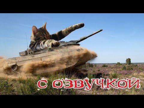 Видео: Приколы с котами! КОТЫ ТАНКИСТЫ! Самые смешные животные С ОЗВУЧКОЙ!