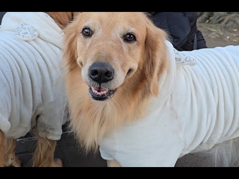Видео: Пробуем разную Китайскую еду + завели собаку