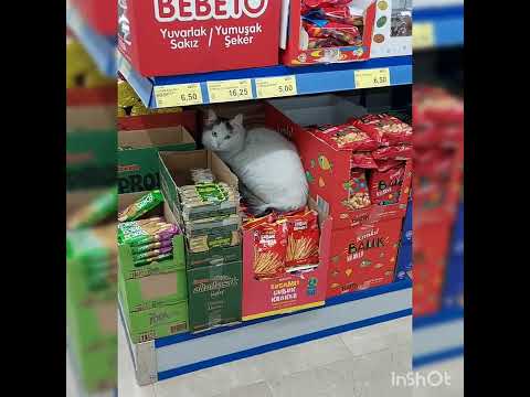 Видео: СТАМБУЛға саяхат.  кеңестер. #стамбулғасаяхат #ыстамбул  #пайдалыкеңестер #саяхатшы