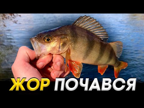 Видео: ЖОР ОКУНЯ! КРАЩА РИБАЛКА В ЖИТТІ! ВОРСКЛА ЗДИВУВАЛА