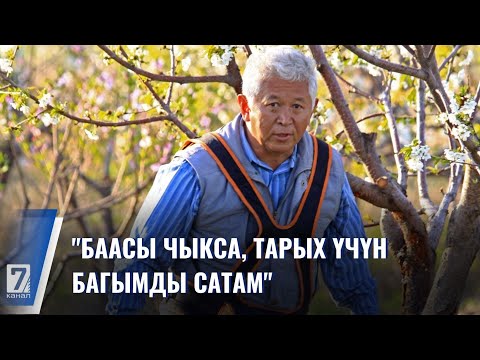 Видео: "Баасы чыкса, тарых үчүн багымды сатам"