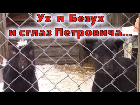 Видео: Безухие козлята и бесколесный трактор