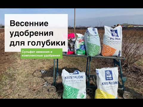 Видео: Весенняя подкормка голубики | Лаборатория и питомник из Беларуси "Ягодная долина"