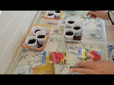 Видео: /Погода в январе😭//Что лучше замачивать семена или сеять сразу в грунт?