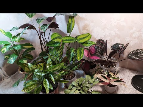 Видео: КАЛАТЕИ в декабре 2022.Часть 2.