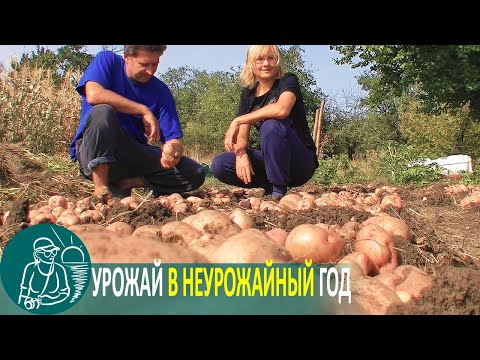 Видео: 🥔 Посадка картофеля с навозом под окучивание 🌿 Выращивание картофеля по технологии Гордеевых