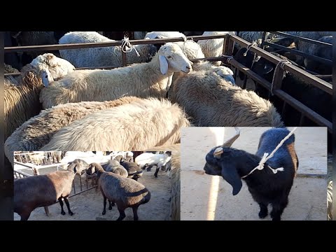 Видео: ХОРАЗМ ШОВОТ ЧОКЛИ КЙУ БОЗОРИ НАРХЛАРИ 19.09.2025