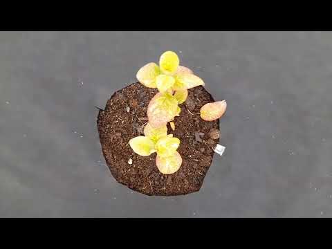 Видео: Высадил новые сорта крыжовника, ирги, ореха