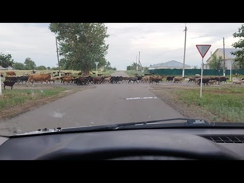 Видео: Ауыл тынысы.Әділханның қал жағдайы.